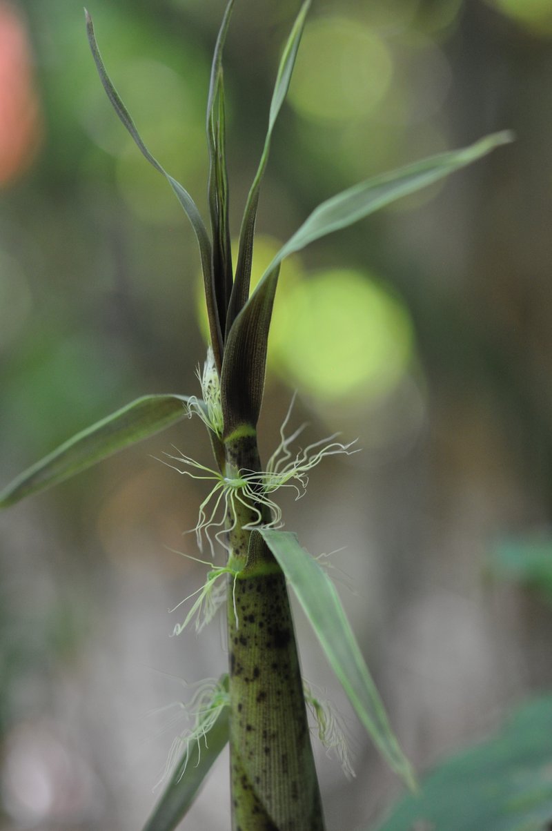 Greenwax Golden Bamboo photo 8