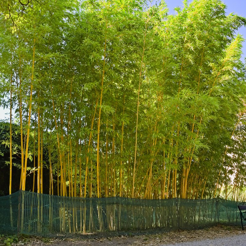 Running Giant Bamboo