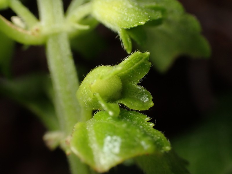 Mountain Phyllostegia
