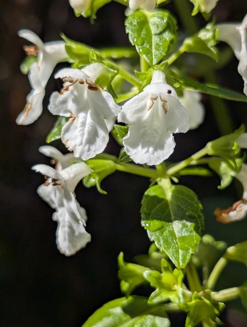 Mountain Phyllostegia photo 2