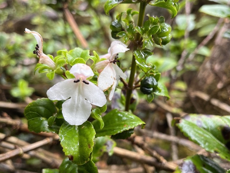 Mountain Phyllostegia photo 3