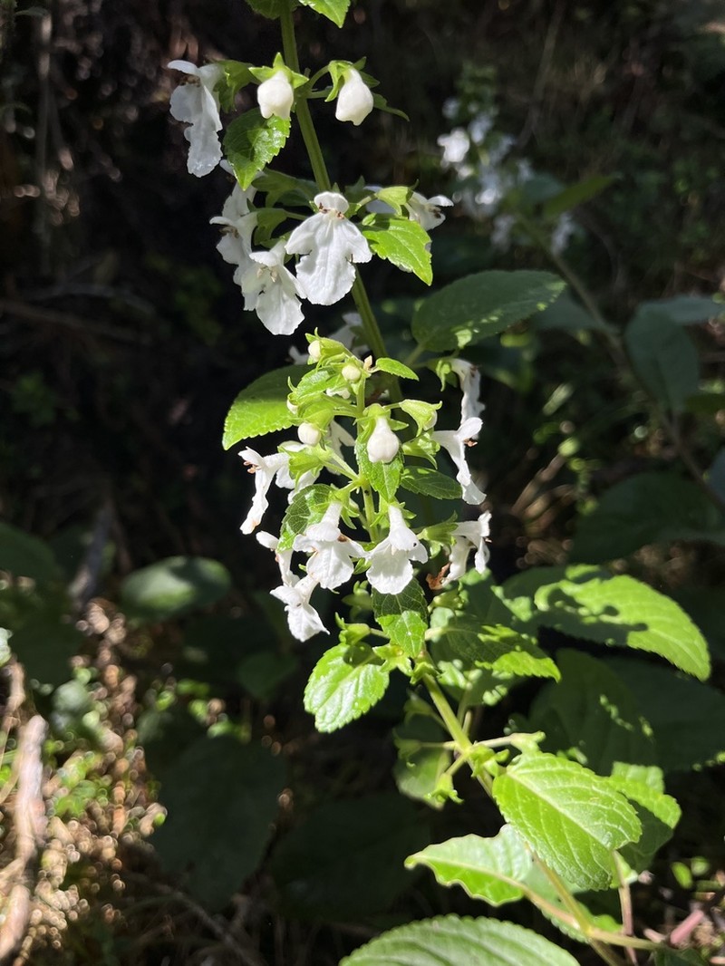 Mountain Phyllostegia photo 4