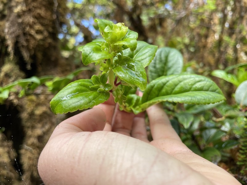 Mountain Phyllostegia photo 6
