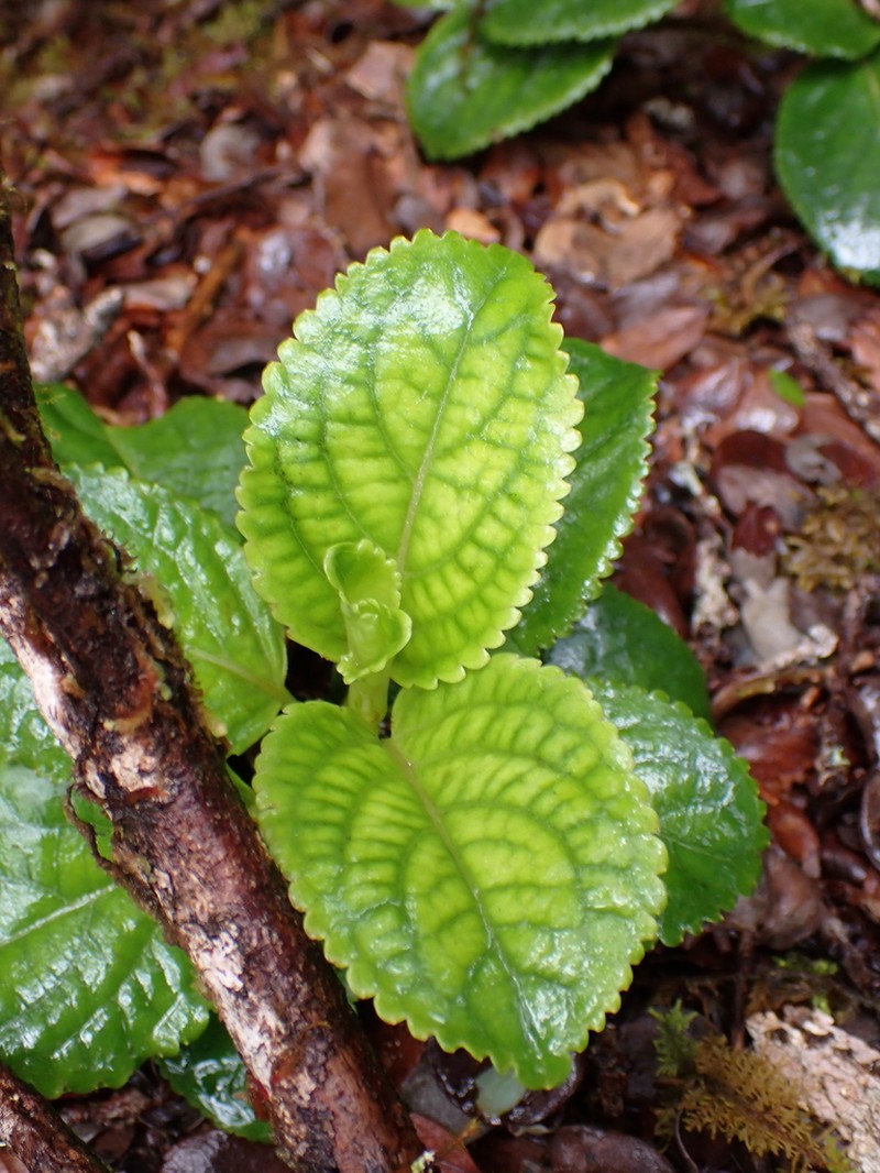 Mountain Phyllostegia photo 7