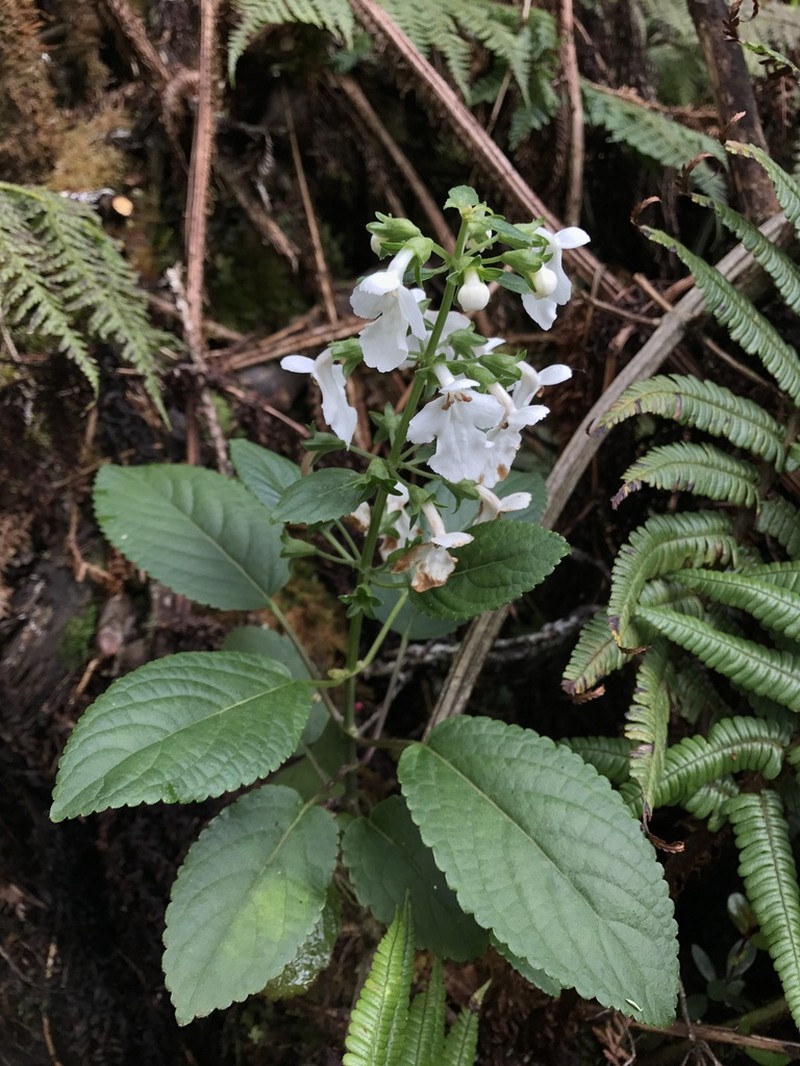 Mountain Phyllostegia photo 8