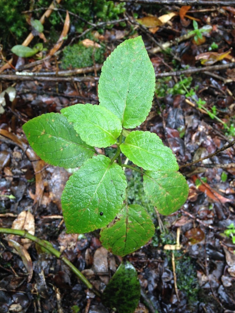 Bracted Phyllostegia