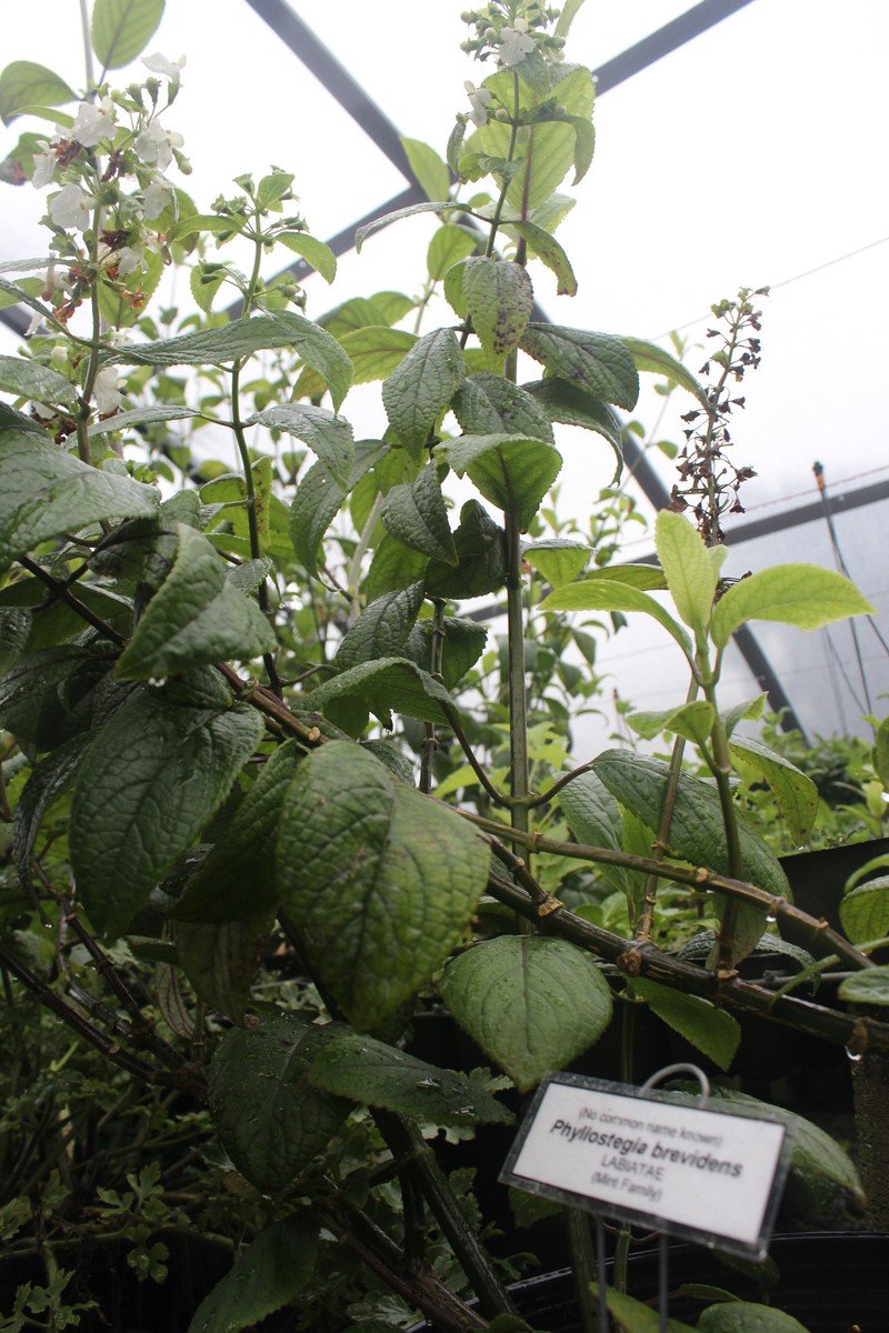 Mauna Kea Phyllostegia