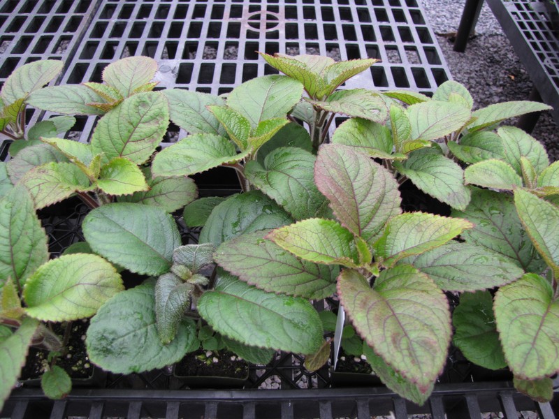 Mauna Kea Phyllostegia photo 2
