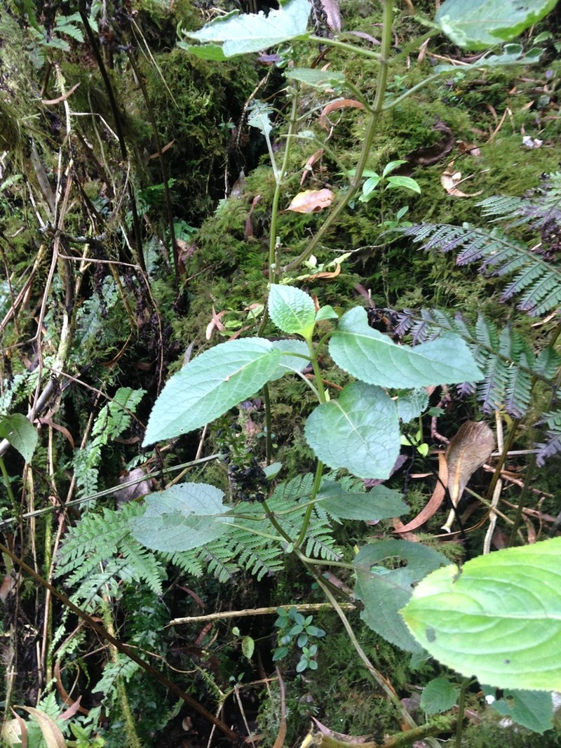 Mauna Kea Phyllostegia photo 3