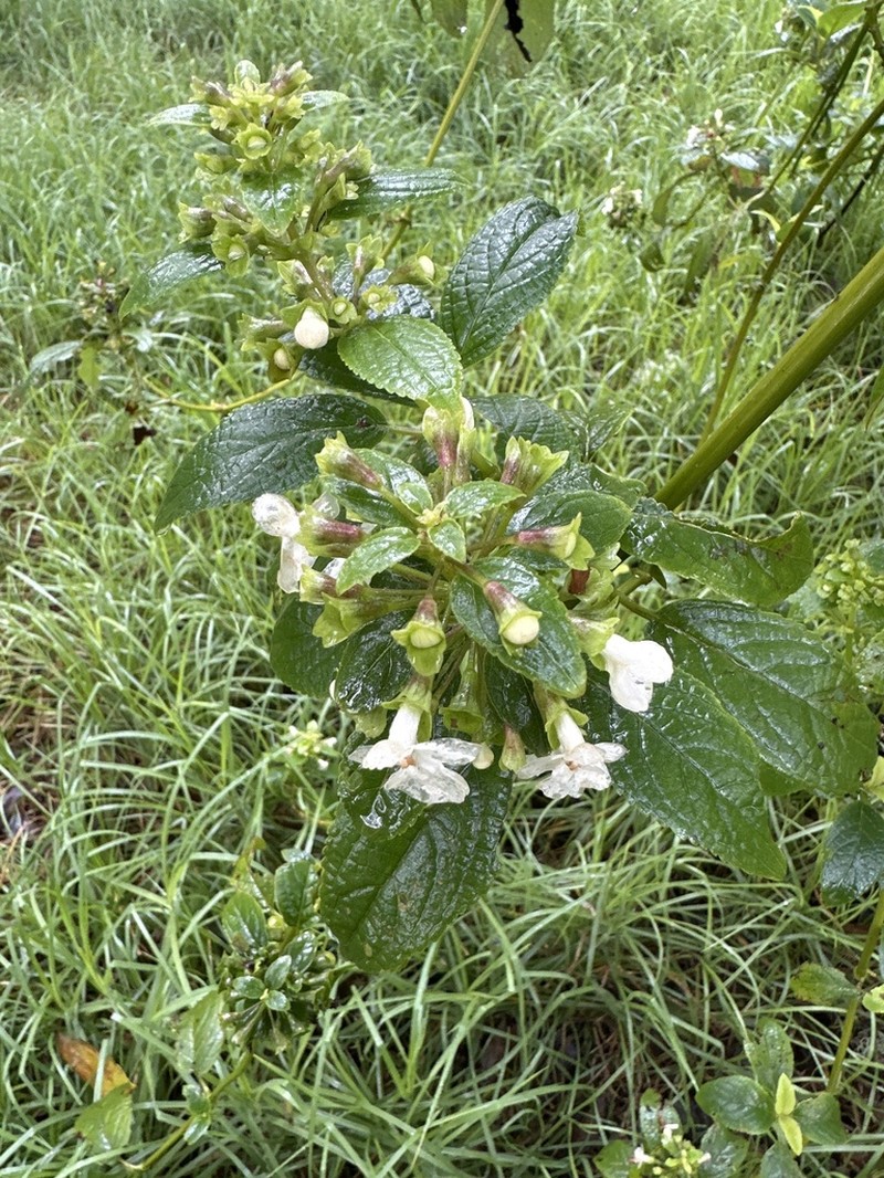 Mauna Kea Phyllostegia photo 4