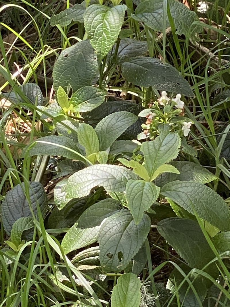 Mauna Kea Phyllostegia photo 5