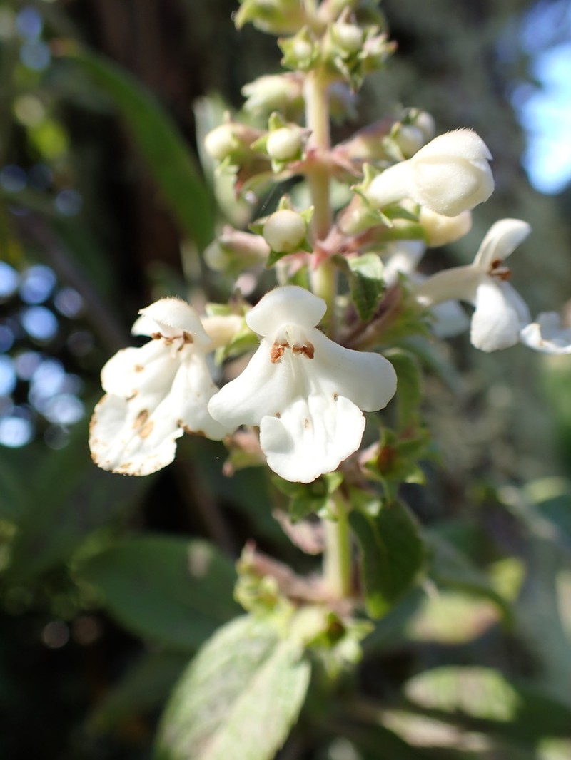 Mauna Kea Phyllostegia photo 6