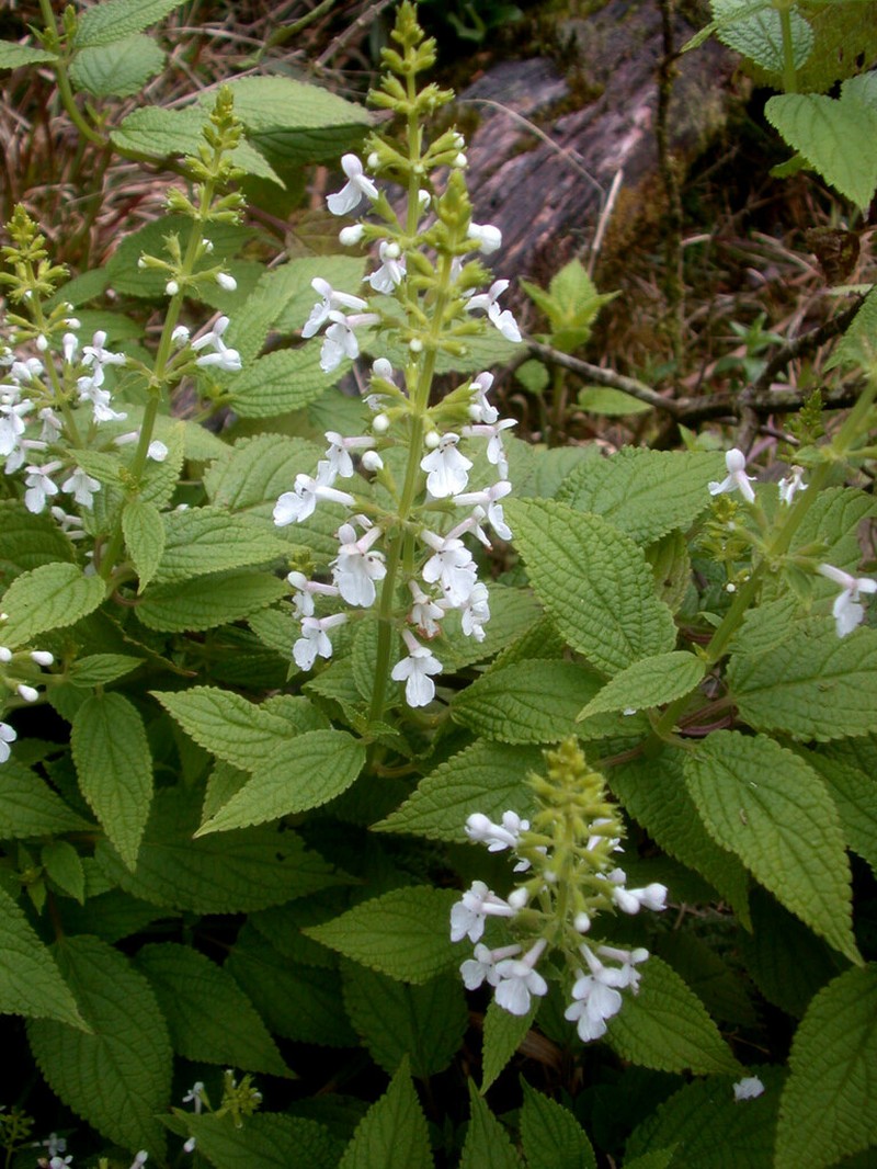 Nehe Kuhiwa photo 2