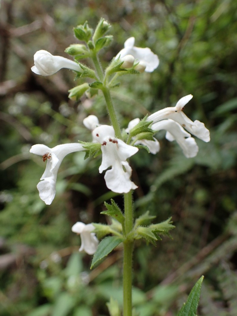 Nehe Kuhiwa photo 3