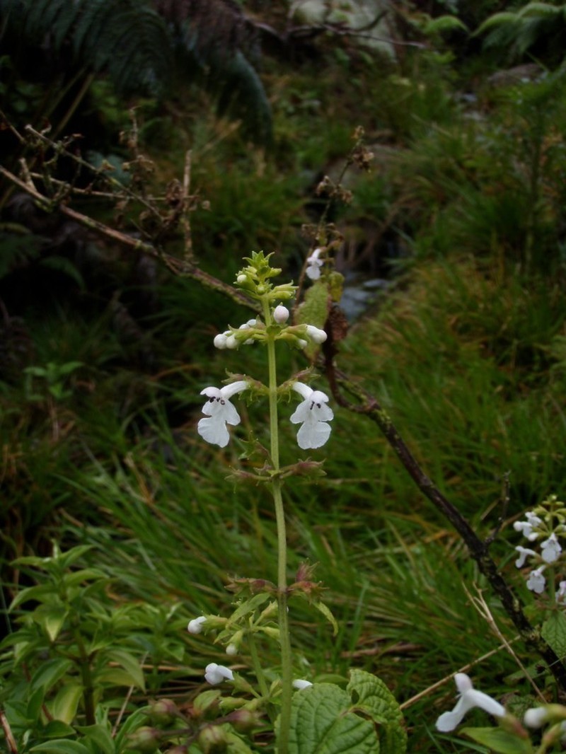 Nehe Kuhiwa photo 5
