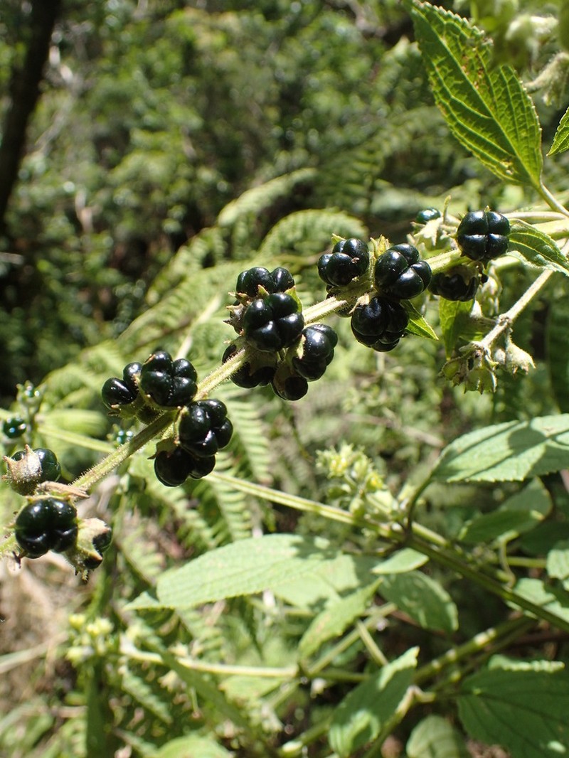 Nehe Kuhiwa photo 7