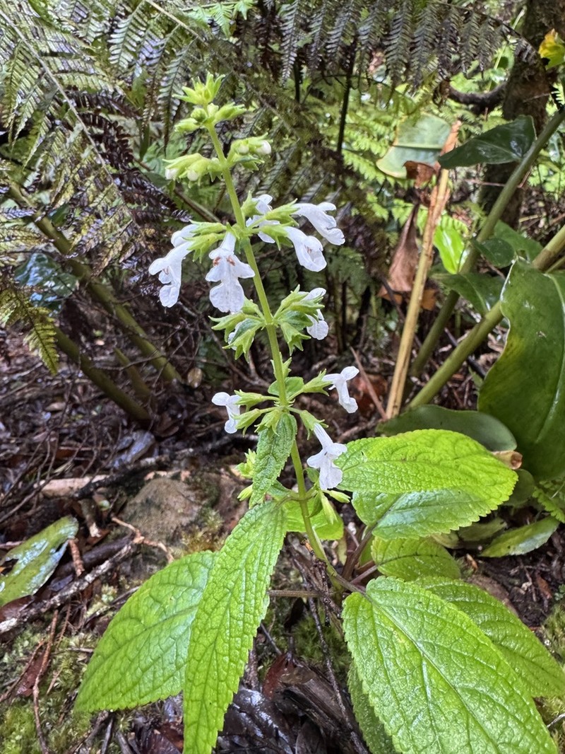 Nehe Kuhiwa photo 8