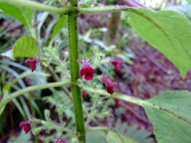 Hawai'I Phyllostegia photo 2