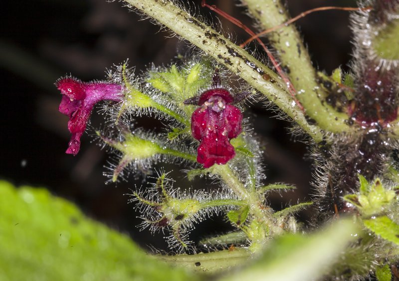 Hawai'I Phyllostegia