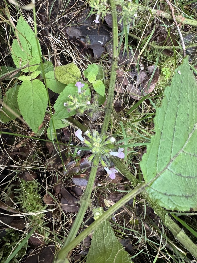 Hawai'I Phyllostegia photo 3