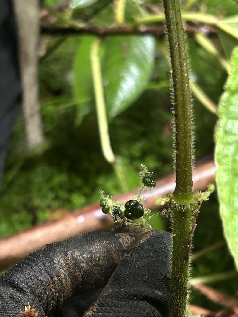 Hawai'I Phyllostegia photo 4