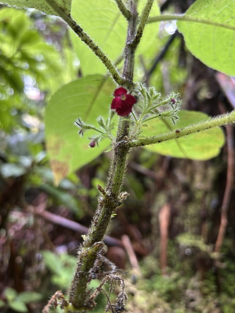Hawai'I Phyllostegia photo 5