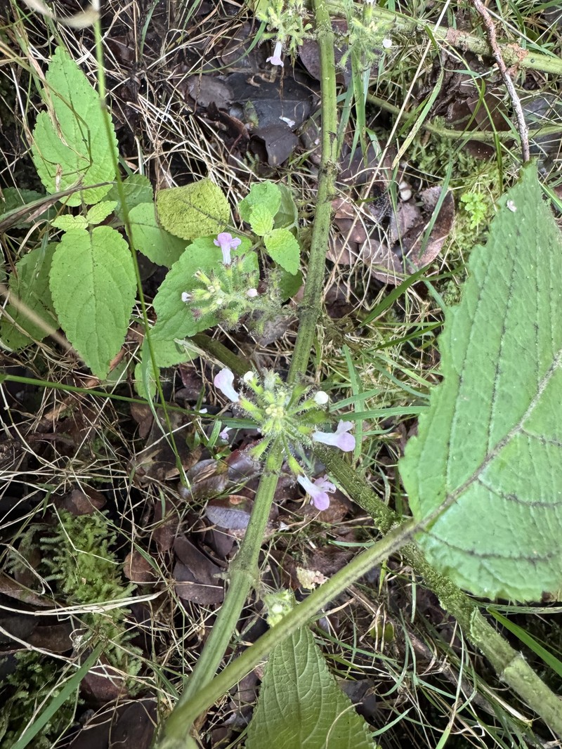 Hawai'I Phyllostegia photo 6