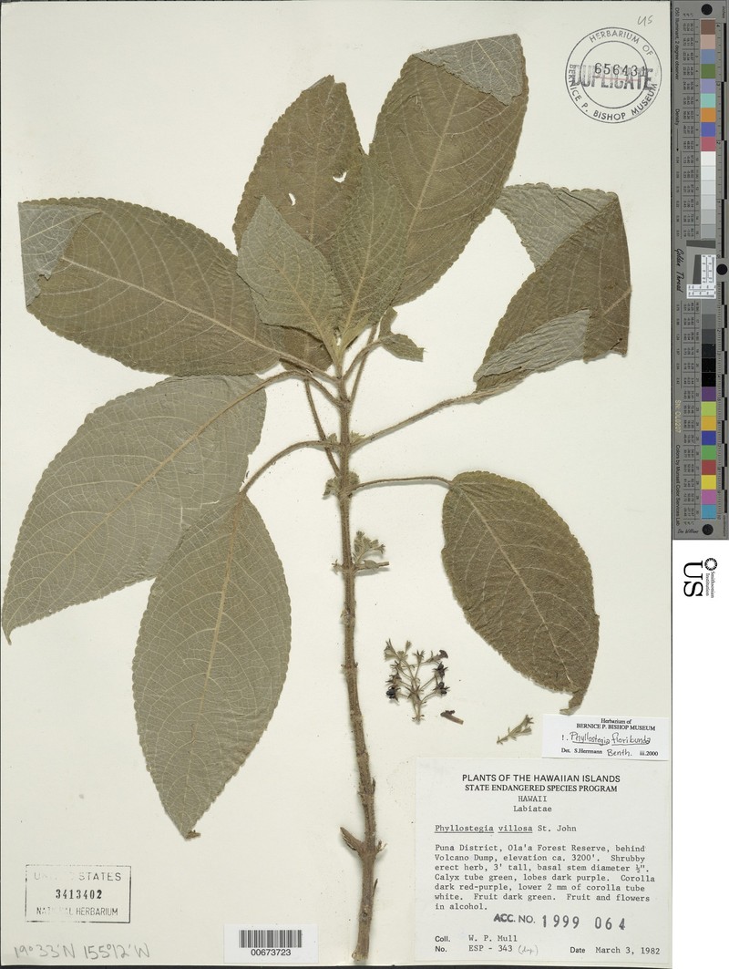 Hawai'I Phyllostegia photo 7