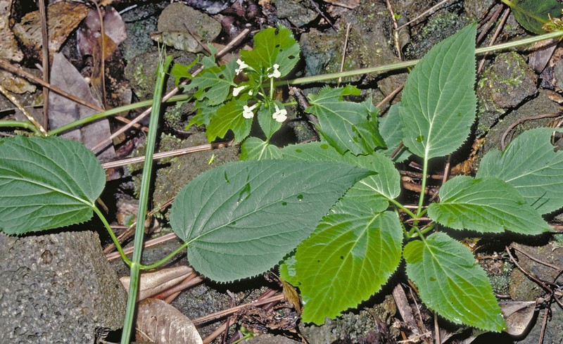 Ulihi Phyllostegia