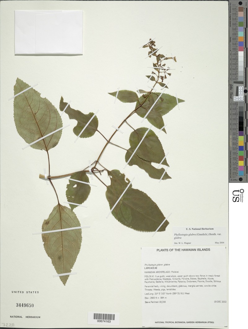 Ulihi Phyllostegia photo 2