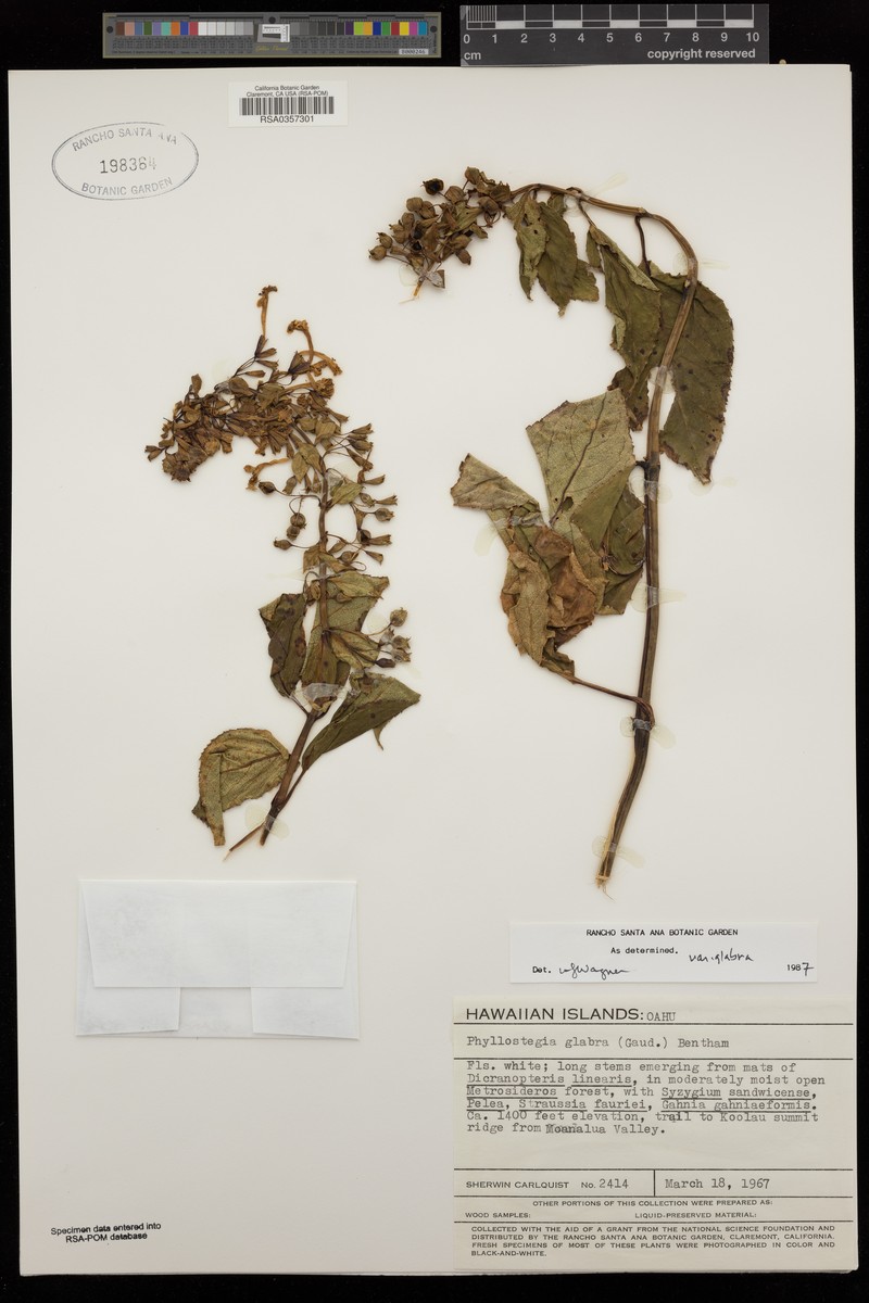 Ulihi Phyllostegia photo 3
