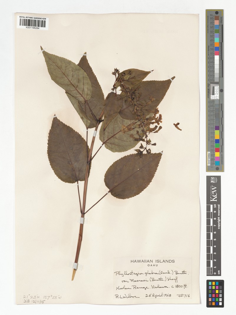Ulihi Phyllostegia photo 4