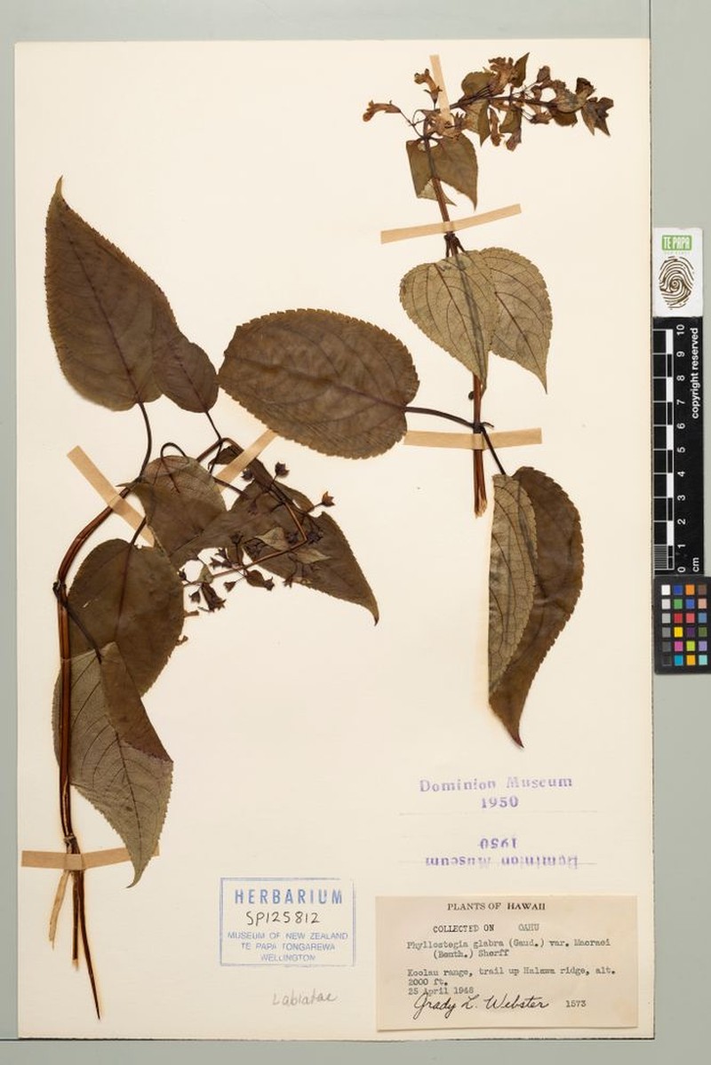 Ulihi Phyllostegia photo 5