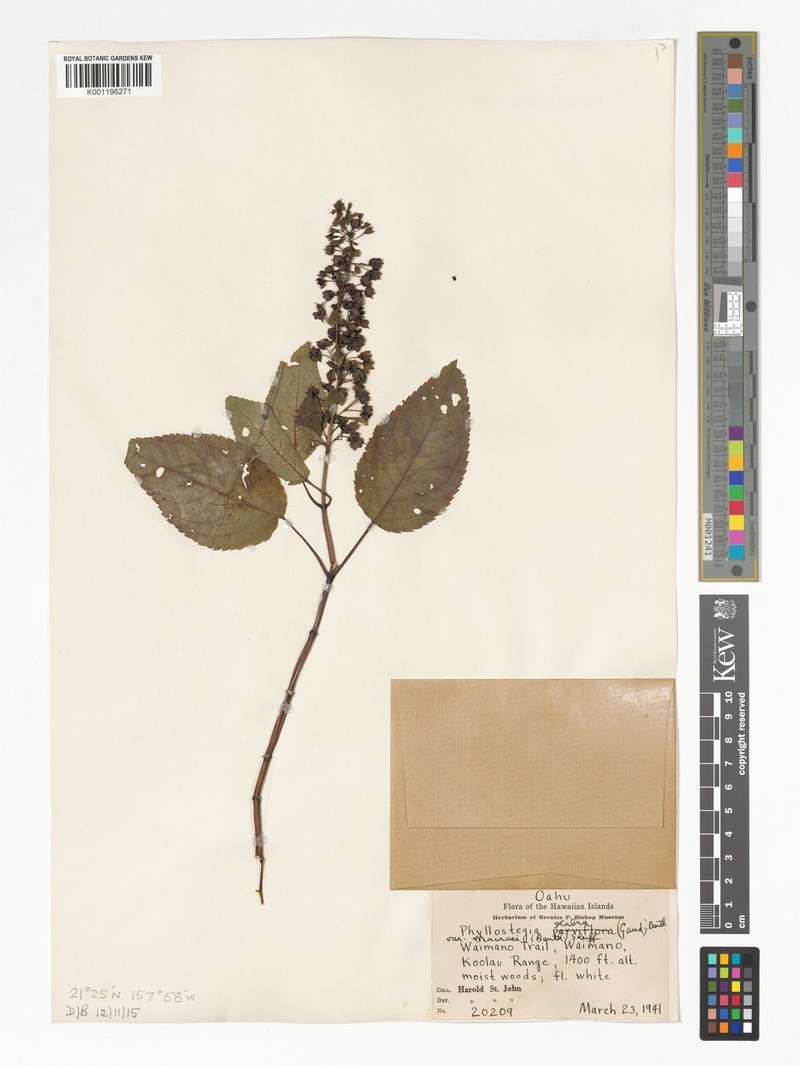Ulihi Phyllostegia photo 6