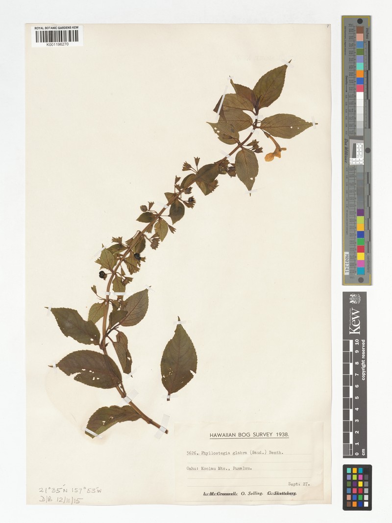 Ulihi Phyllostegia photo 7