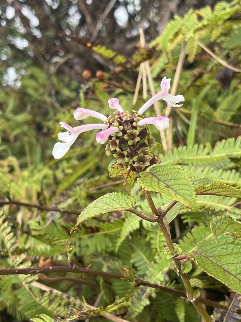 Kapana photo 4