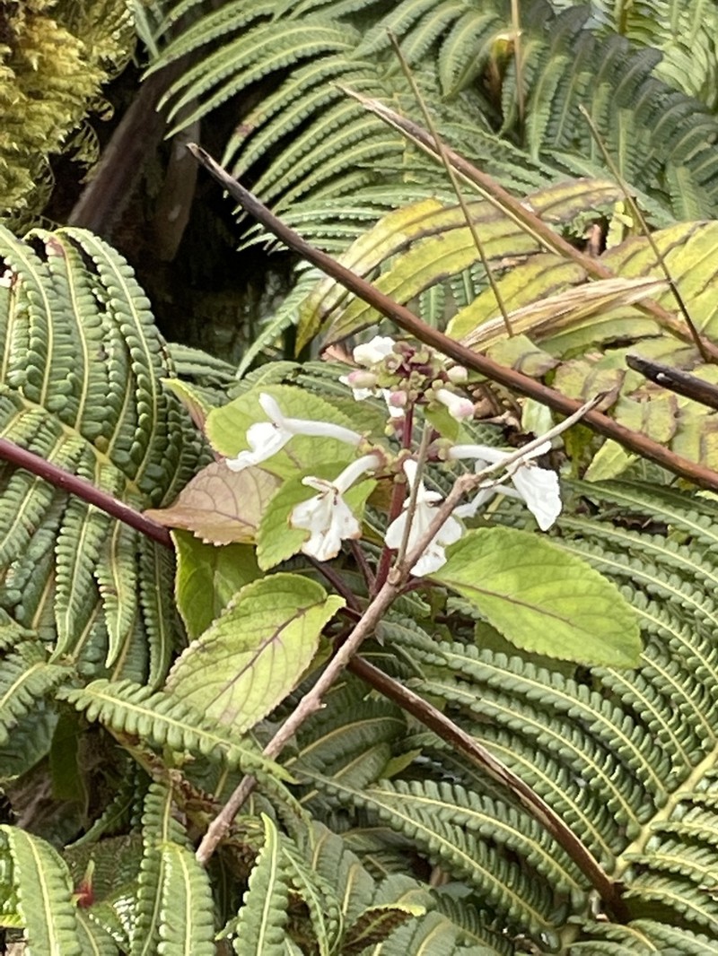 Kapana photo 6