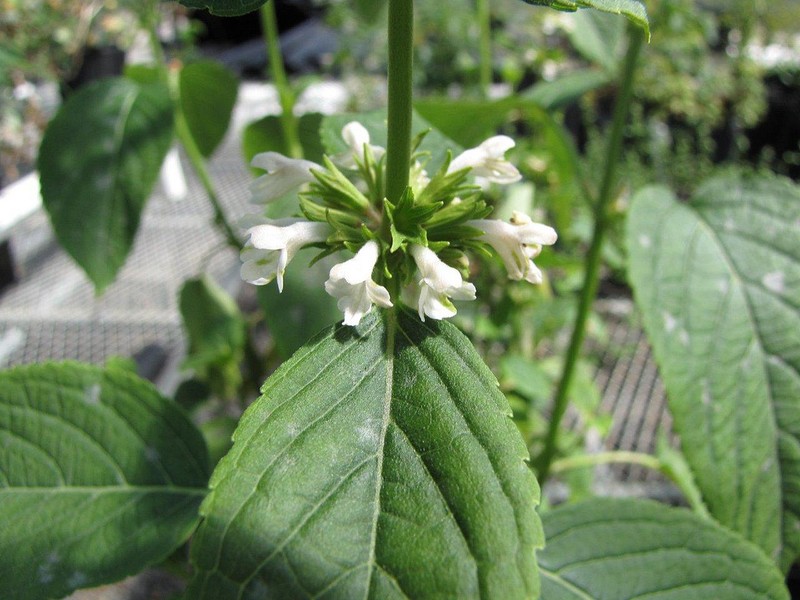 Lanai Phyllostegia