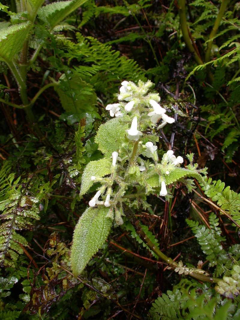 Mt. Kahili Phyllostegia photo 2
