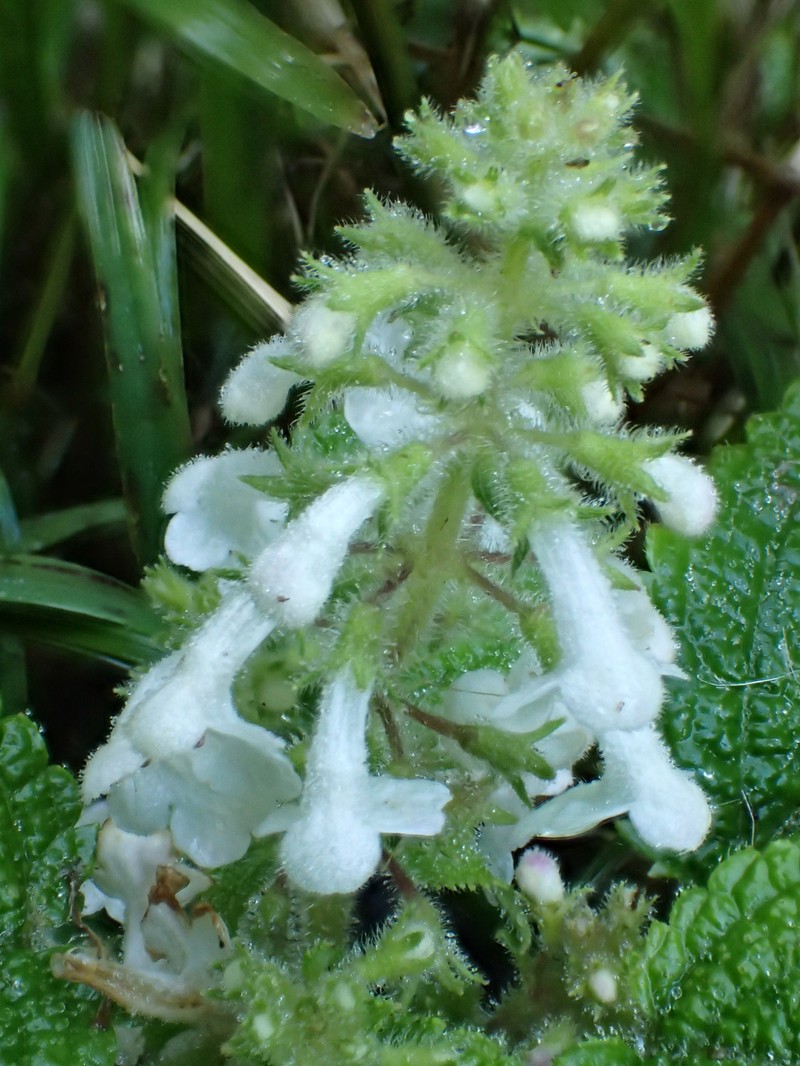 Mt. Kahili Phyllostegia photo 4