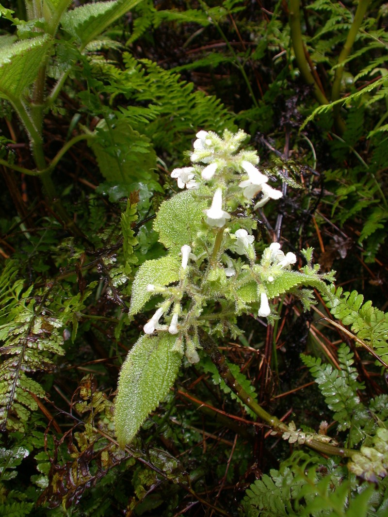 Mt. Kahili Phyllostegia photo 5