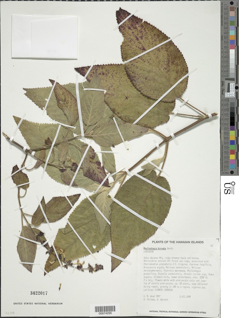 Molokai Phyllostegia