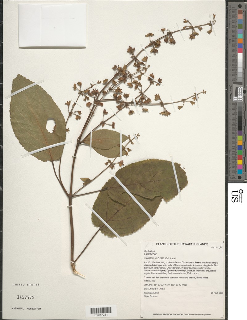 Kahili Phyllostegia