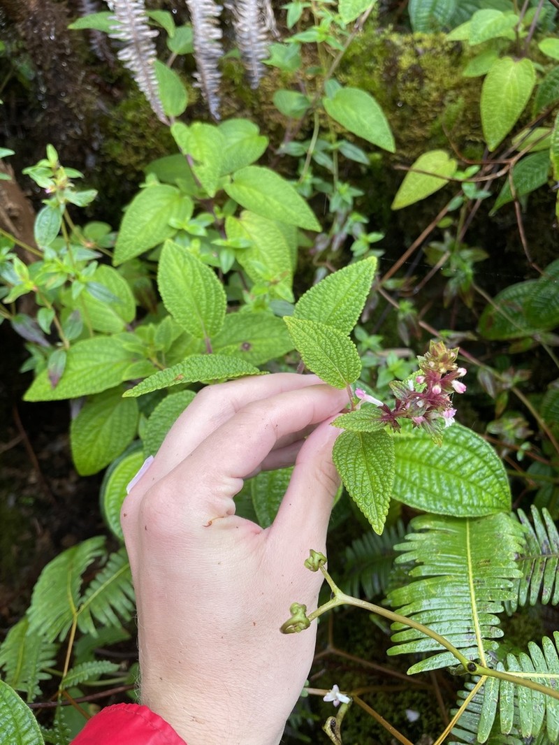 Oahu Phyllostegia photo 2