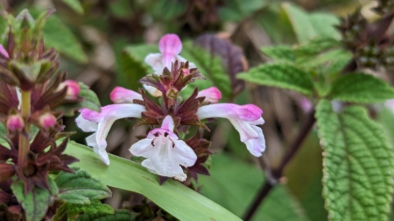 Oahu Phyllostegia photo 4