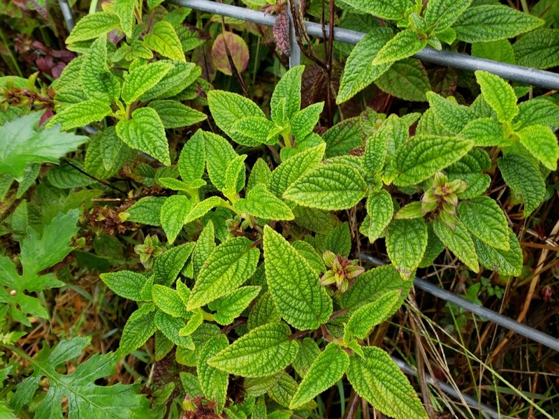 Oahu Phyllostegia photo 5