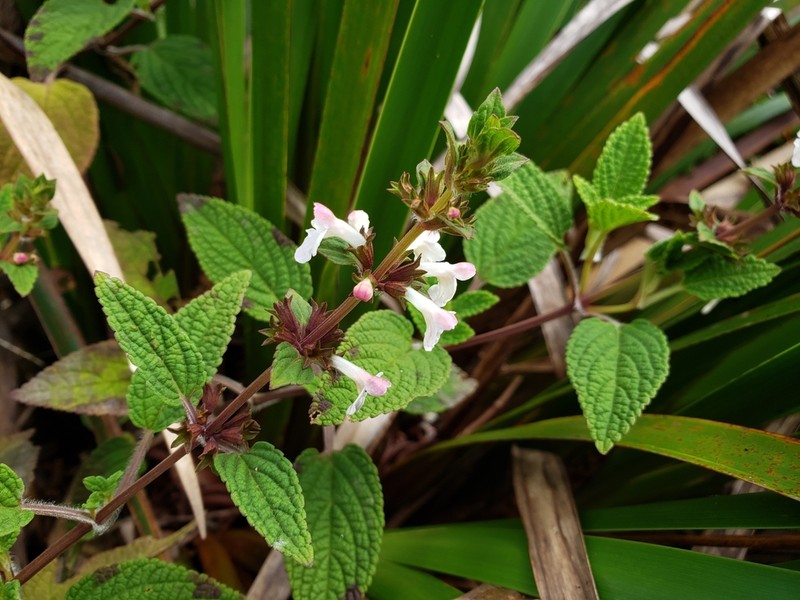 Oahu Phyllostegia photo 6