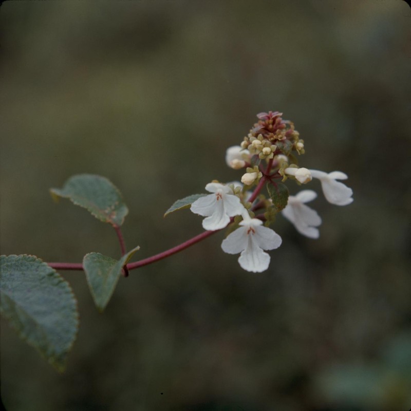 Oahu Phyllostegia