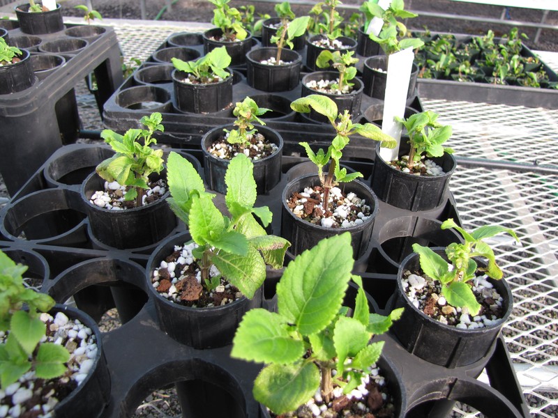 Largeleaf Phyllostegia