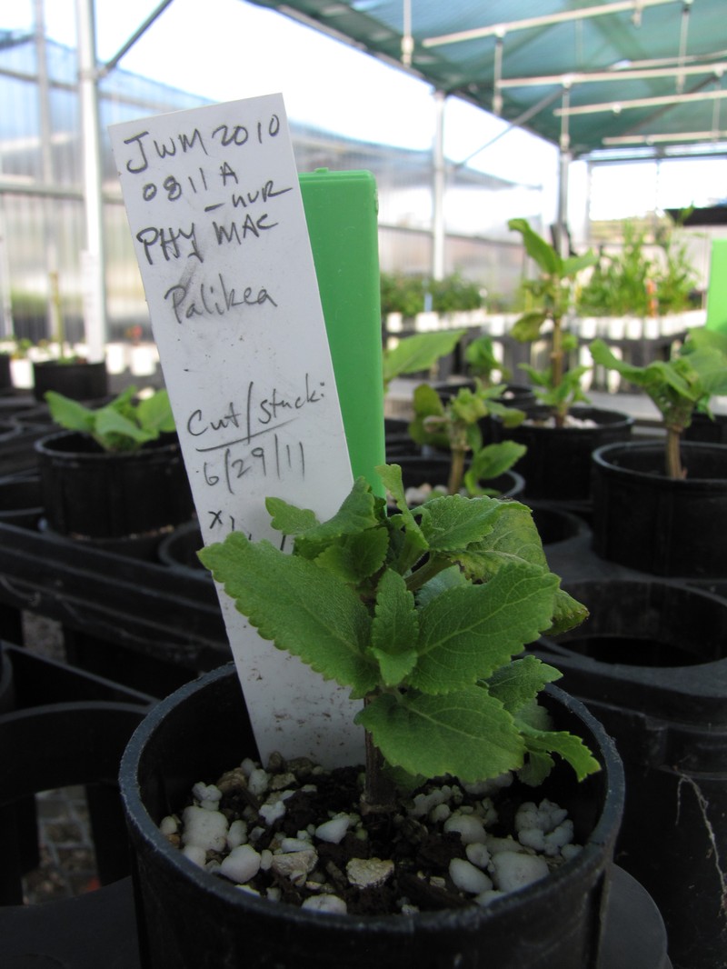 Largeleaf Phyllostegia photo 2